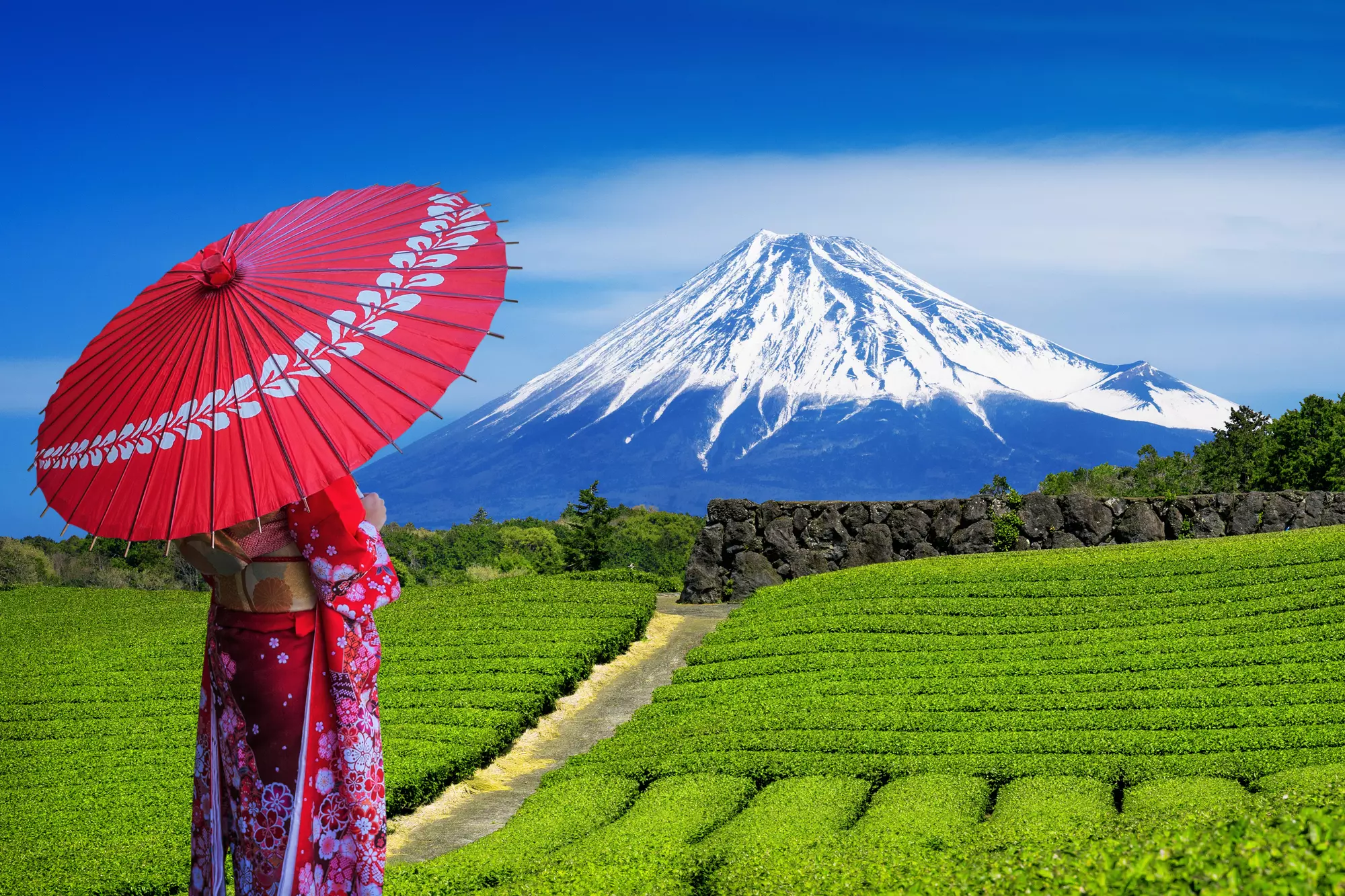 Plantacja zielonej herbaty w Shizuoka, Japonia
